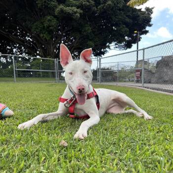 Mixed Breed Dogs Available for Adoption in Kailua-kona, Hawaii - Peppa | PetCurious