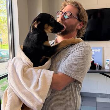 Mixed Breed Dogs Available for Adoption in Walker, Michigan - Louis | PetCurious