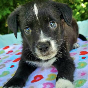 Border Collie and Mixed Breed Dogs Available for Adoption in Pelham, New Hampshire - Chevy  | PetCurious