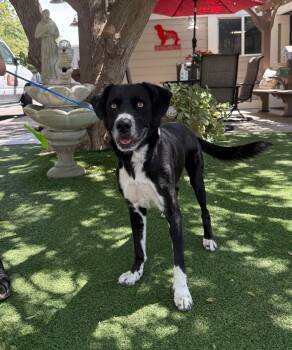 Duke -  Labrador Retriever Dog for Adoption in Temecula, California - Duke | PetCurious