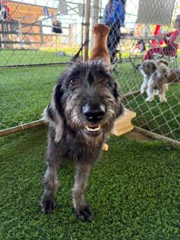 Ruby -  Mixed Breed Dog for Adoption in New York, New York - Ruby | PetCurious
