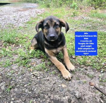 Shepherd and Retriever Dogs Available for Adoption - Milo | PetCurious