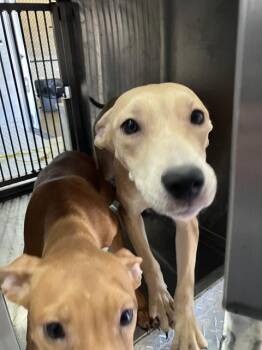 LENI -  Mixed Breed Dog for Adoption in Dallas, Texas - LENI | PetCurious