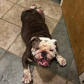Pudgey -  Mixed Breed Dog for Adoption in Chattanooga, Tennessee - Pudgey | PetCurious