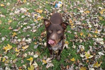 Rescue Mixed Breed Dogs for Adoption in Plain City, Ohio - Cocoa Bean | PetCurious
