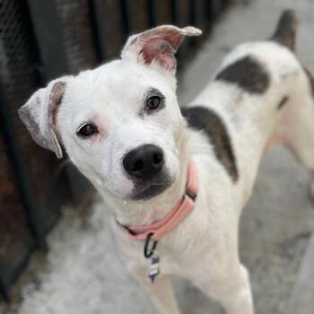 Mixed Breed Dogs Available for Adoption in San Francisco, California - Melody | PetCurious