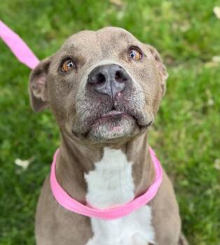 Pit Bull Terrier Dogs Available for Adoption in Woodland, California - MIMI | PetCurious