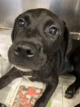 Bean -  Labrador Retriever Dog for Adoption in Parma, Ohio - Bean | PetCurious