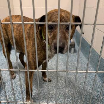 Mixed Breed Dogs Available for Adoption in Greensboro, North Carolina - Muddy Buddy | PetCurious