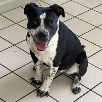 Pit Bull Terrier and Pointer Dogs Available for Adoption - TUSC-Stray-83487 | PetCurious