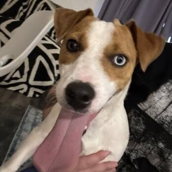 Dunkin -  Jack Russell Terrier Dog for Adoption in Fort Pierce, Florida - Dunkin | PetCurious