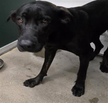 ATHENA -  Labrador Retriever Dog for Adoption in Killeen, Texas - ATHENA | PetCurious
