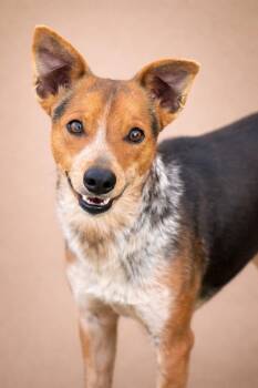 Cattle Dog Dogs Available for Adoption - Screech - I Am Only 23 Lbs! | PetCurious