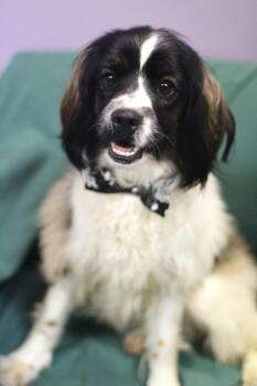 Spaniel Dogs Available for Adoption - Gina In NH! Come Meet Our Adoptable Dogs Wednesday-Saturday. Mor | PetCurious