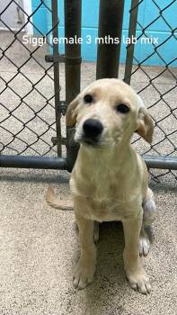 Siggi -  Labrador Retriever Dog for Adoption in Fort Payne, Alabama - Siggi | PetCurious