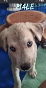 Paul Newman -  Shepherd Dog for Adoption in Lafayette, Colorado - Paul Newman | PetCurious