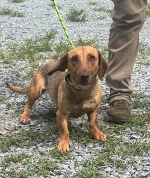 Brenda -  Mixed Breed Dog for Adoption in Elizabethtown, North Carolina - Brenda | PetCurious