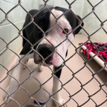 Pit Bull Terrier and Labrador Retriever Dogs Available for Adoption in Vineland, New Jersey - Gotti | PetCurious