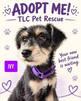 Ivy -  Schnauzer Dog for Adoption in Stockbridge, Georgia - Ivy | PetCurious