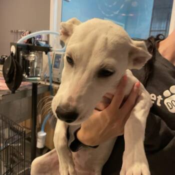 Natalia -  Mixed Breed Dog for Adoption in Bend, Oregon - Natalia | PetCurious
