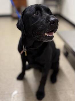 Black Labrador Retriever Dogs Available for Adoption - Rascal #8 | PetCurious