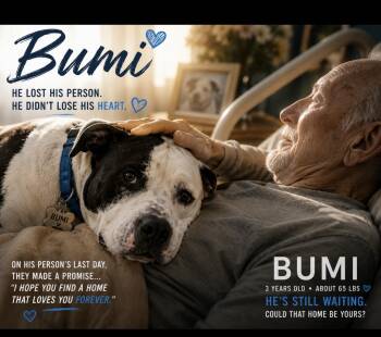 Bumi -  American Staffordshire Terrier Dog for Adoption in Cumming, Georgia - Bumi | PetCurious