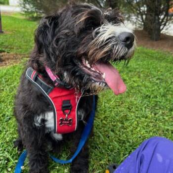 Rescue Mixed Breed Dogs for Adoption in Fletcher, North Carolina - Stormy | PetCurious