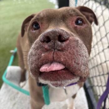 Pit Bull Terrier Dogs Available for Adoption - Perro | PetCurious