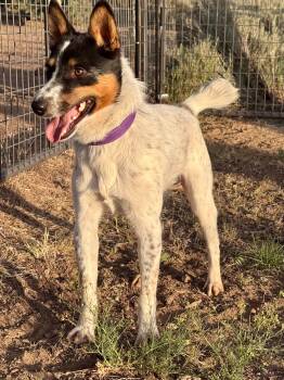 Scooter -  Cattle Dog Dog for Adoption in Bend, Oregon - Scooter | PetCurious
