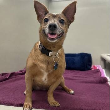 Bella 54741 -  Chihuahua Dog for Adoption in Las Vegas, Nevada - Bella 54741 | PetCurious