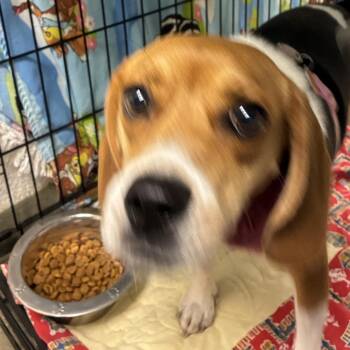 72751 -  Beagle Dog for Adoption in Harrisonburg, Virginia - 72751 | PetCurious