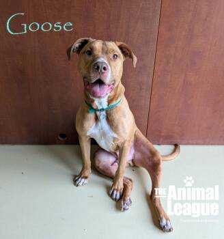 Goose -  Pit Bull Terrier Dog for Adoption in Groveland, Florida - Goose | PetCurious