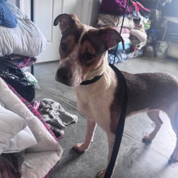 Rachel -  Hound Dog for Adoption in Fairmont, West Virginia - Rachel | PetCurious