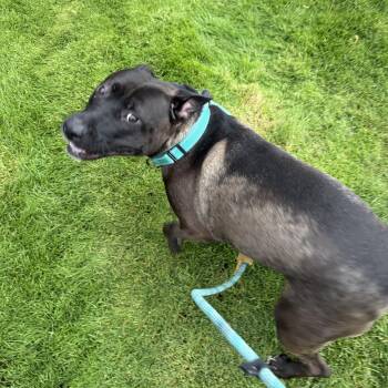 MayBelle CM 6/24 -  Belgian Shepherd Malinois and American Staffordshire Terrier Dog for Adoption - MayBelle CM 6/24 | PetCurious
