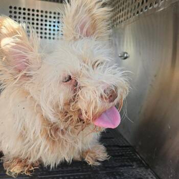 West Highland White Terrier Westie Dogs Available for Adoption - Chewie | PetCurious