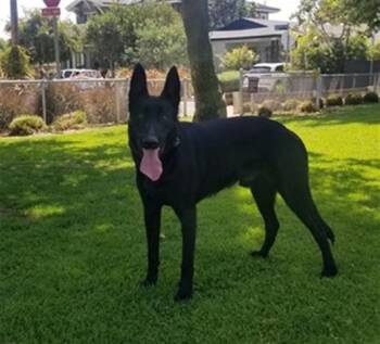 Belgian Shepherd Malinois Dogs Available for Adoption in Santa Monica, California - VADER | PetCurious