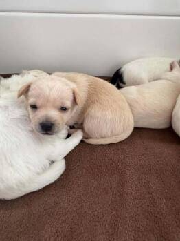 Chiweenie Dogs Available for Adoption - Croissant | PetCurious