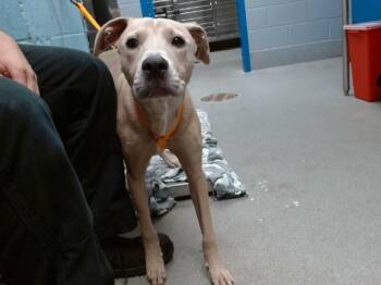 TOM -  Weimaraner and Mixed Breed Dog for Adoption in Albuquerque, New Mexico - TOM | PetCurious
