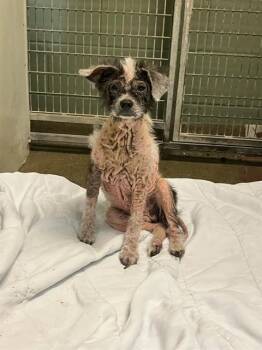 MINESTRONE -  Mixed Breed Dog for Adoption in Jacksonville, Florida - MINESTRONE | PetCurious