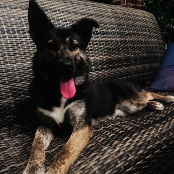 Remi -  German Shepherd Dog Dog for Adoption in Georgetown, Texas - Remi | PetCurious