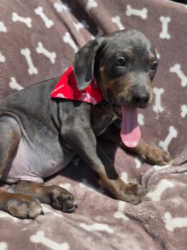 Hagrid -  Doberman Pinscher and Black Labrador Retriever Dog for Adoption - Hagrid | PetCurious