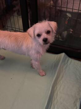 McLovin -  Terrier Dog for Adoption in Estes Park, Colorado - McLovin | PetCurious