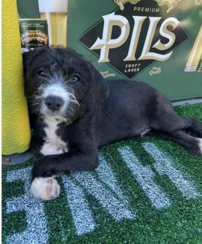 Mixed Breed Dogs Available for Adoption - Fulton | PetCurious