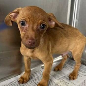 Mixed Breed Dogs Available for Adoption in Knoxville, Tennessee - Mini | PetCurious