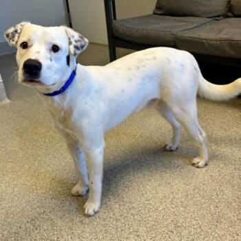 Rescue Mixed Breed Dogs for Adoption in Lansing, Michigan - Baked Beans | PetCurious