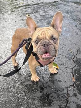 NUTMEG -  French Bulldog Dog for Adoption in Margate, Florida - NUTMEG | PetCurious