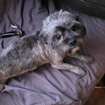 Poteau -  Shih Tzu Dog for Adoption in Goltry, Oklahoma - Poteau | PetCurious