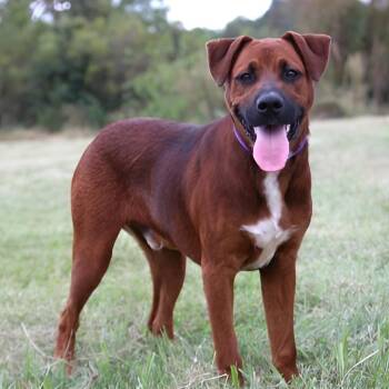 Lincoln -  Mixed Breed Dog for Adoption in Erie, Pennsylvania - Lincoln | PetCurious