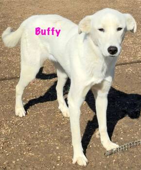 Great Pyrenees Dogs Available for Adoption - Buffy | PetCurious