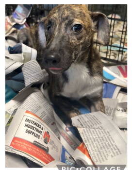 Rescue Chihuahua and Terrier Dogs for Adoption in Virginia Beach, Virginia - Percy | PetCurious